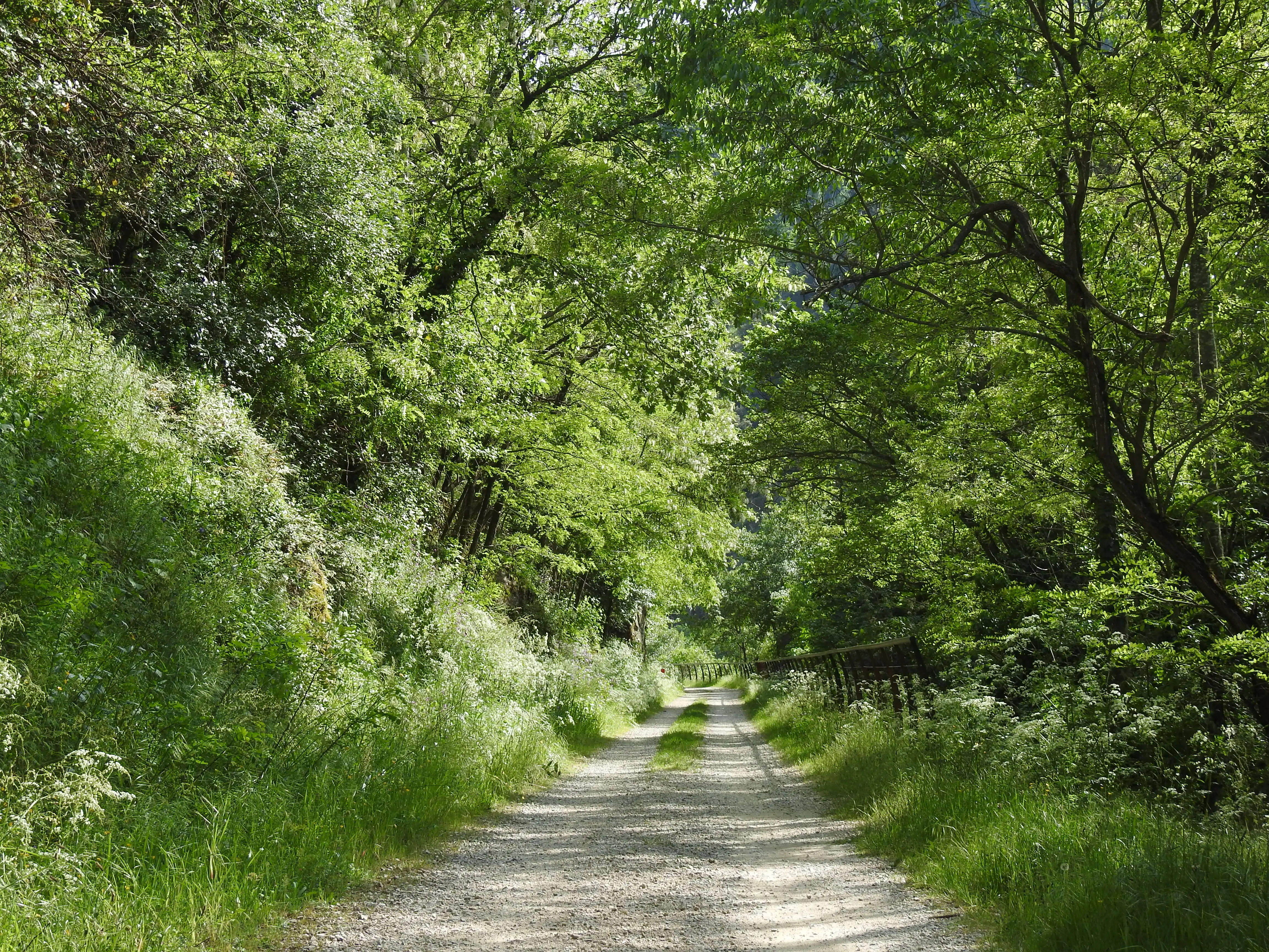 Chemin ombragé de la Dolce Via